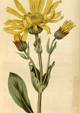 Reproducción/Reproduction 35147201256: Curtis's botanical magazine.. London ; New York [etc.] :Academic Press [etc.]