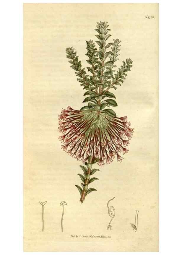 Reproducción/Reproduction 35187384715: Curtis's botanical magazine.. London ; New York [etc.] :Academic Press [etc.]