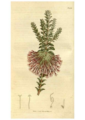 Reproducción/Reproduction 35187384715: Curtis's botanical magazine.. London ; New York [etc.] :Academic Press [etc.]