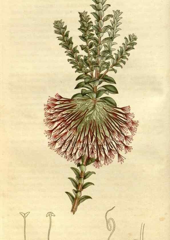 Reproducción/Reproduction 35187384715: Curtis's botanical magazine.. London ; New York [etc.] :Academic Press [etc.]