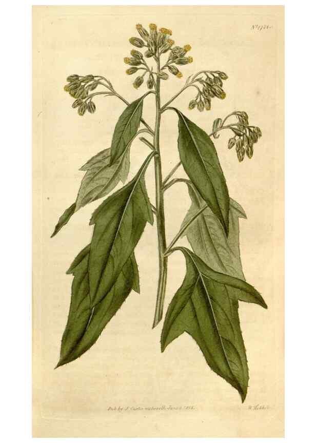 Reproducción/Reproduction 35147164896: Curtis's botanical magazine.. London ; New York [etc.] :Academic Press [etc.]