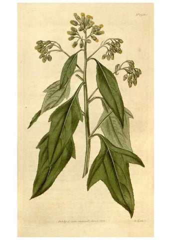 Reproducción/Reproduction 35147164896: Curtis's botanical magazine.. London ; New York [etc.] :Academic Press [etc.]
