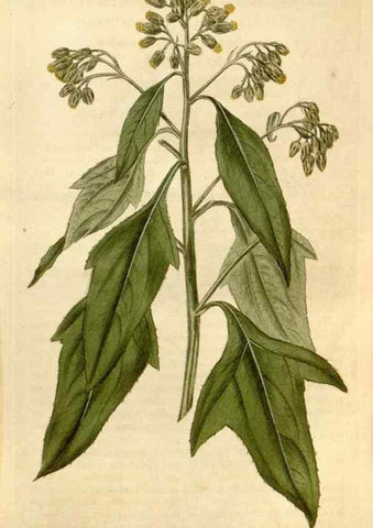 Reproducción/Reproduction 35147164896: Curtis's botanical magazine.. London ; New York [etc.] :Academic Press [etc.]