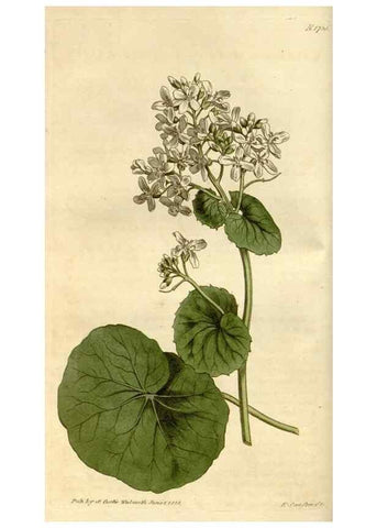 Reproducción/Reproduction 35022207232: Curtis's botanical magazine.. London ; New York [etc.] :Academic Press [etc.]