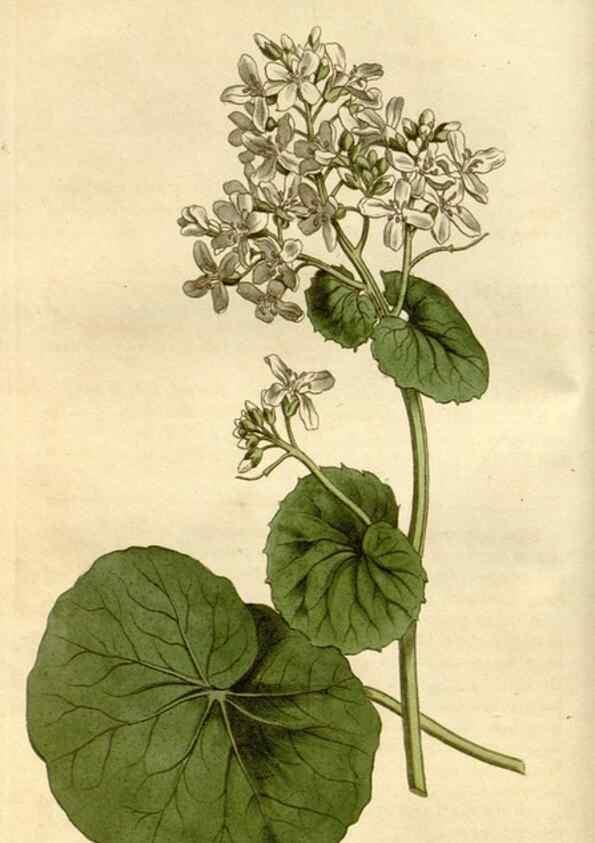 Reproducción/Reproduction 35022207232: Curtis's botanical magazine.. London ; New York [etc.] :Academic Press [etc.]