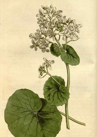Reproducción/Reproduction 35022207232: Curtis's botanical magazine.. London ; New York [etc.] :Academic Press [etc.]