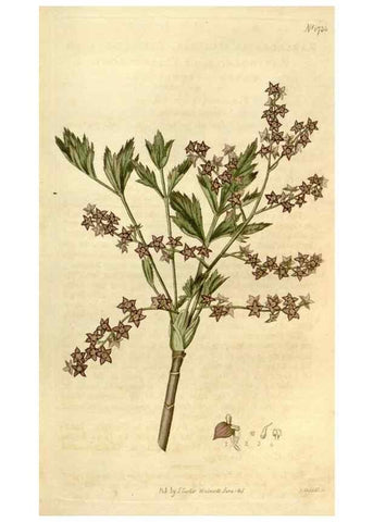 Reproducción/Reproduction 35022208642: Curtis's botanical magazine.. London ; New York [etc.] :Academic Press [etc.]