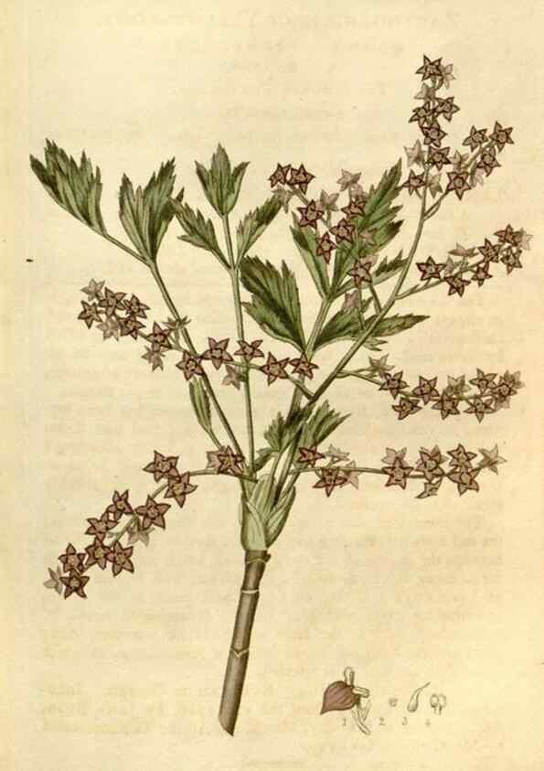 Reproducción/Reproduction 35022208642: Curtis's botanical magazine.. London ; New York [etc.] :Academic Press [etc.]