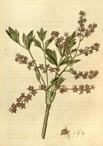 Reproducción/Reproduction 35022208642: Curtis's botanical magazine.. London ; New York [etc.] :Academic Press [etc.]