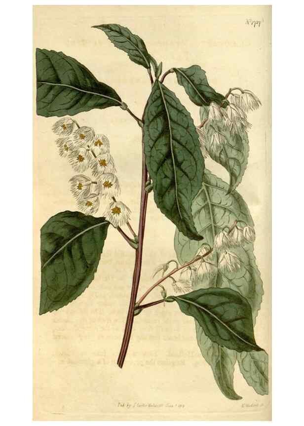Reproducción/Reproduction 35056783941: Curtis's botanical magazine.. London ; New York [etc.] :Academic Press [etc.]
