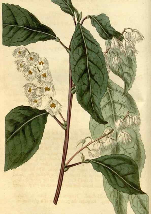 Reproducción/Reproduction 35056783941: Curtis's botanical magazine.. London ; New York [etc.] :Academic Press [etc.]