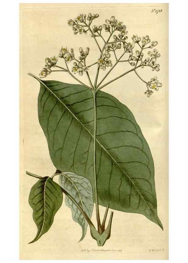 Reproducción/Reproduction 35022212672: Curtis's botanical magazine.. London ; New York [etc.] :Academic Press [etc.]