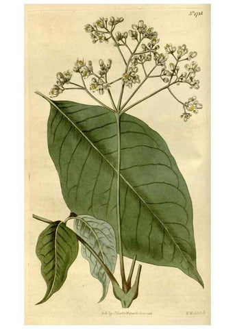 Reproducción/Reproduction 35022212672: Curtis's botanical magazine.. London ; New York [etc.] :Academic Press [etc.]