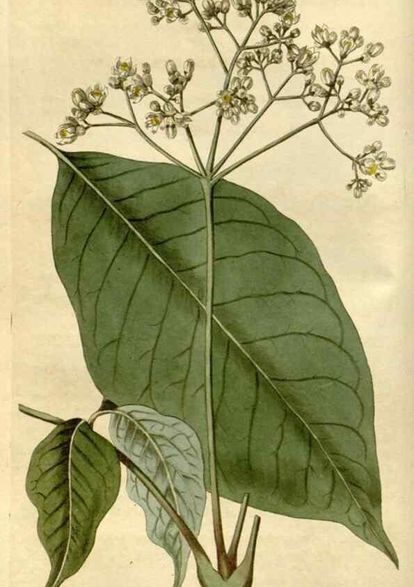 Reproducción/Reproduction 35022212672: Curtis's botanical magazine.. London ; New York [etc.] :Academic Press [etc.]