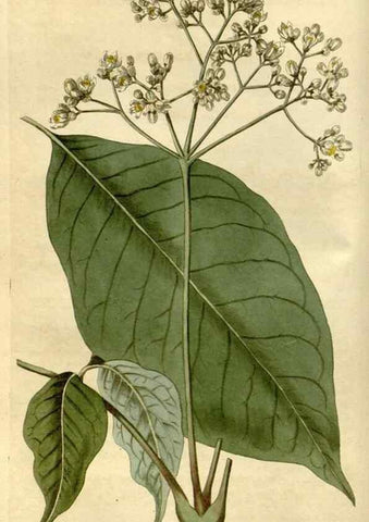 Reproducción/Reproduction 35022212672: Curtis's botanical magazine.. London ; New York [etc.] :Academic Press [etc.]