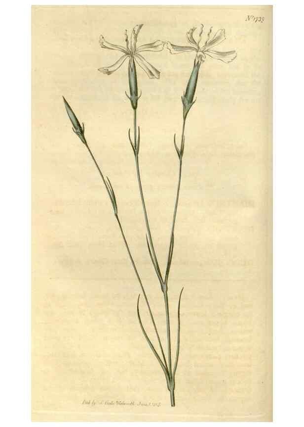 Reproducción/Reproduction 35022214432: Curtis's botanical magazine.. London ; New York [etc.] :Academic Press [etc.]