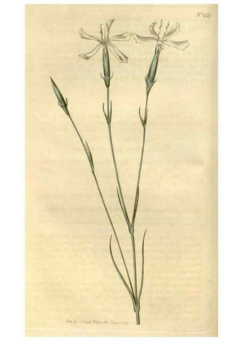 Reproducción/Reproduction 35022214432: Curtis's botanical magazine.. London ; New York [etc.] :Academic Press [etc.]