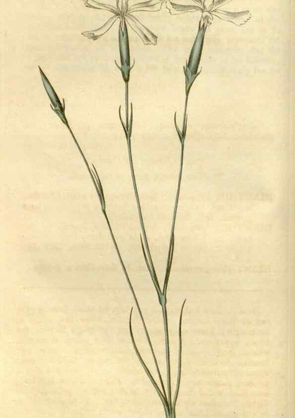 Reproducción/Reproduction 35022214432: Curtis's botanical magazine.. London ; New York [etc.] :Academic Press [etc.]