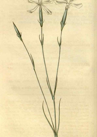 Reproducción/Reproduction 35022214432: Curtis's botanical magazine.. London ; New York [etc.] :Academic Press [etc.]