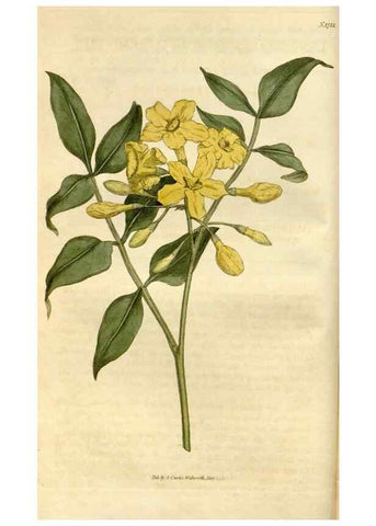 Reproducción/Reproduction 35147160516: Curtis's botanical magazine.. London ; New York [etc.] :Academic Press [etc.]