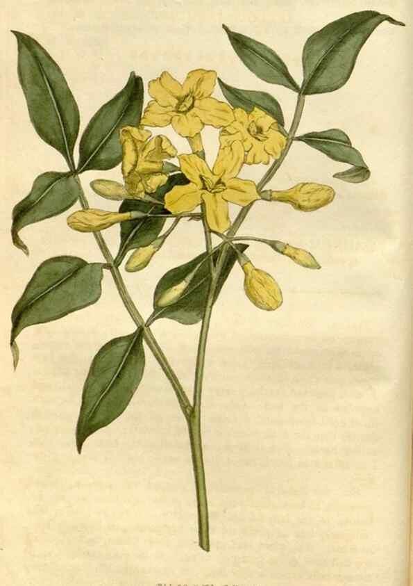 Reproducción/Reproduction 35147160516: Curtis's botanical magazine.. London ; New York [etc.] :Academic Press [etc.]
