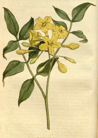 Reproducción/Reproduction 35147160516: Curtis's botanical magazine.. London ; New York [etc.] :Academic Press [etc.]