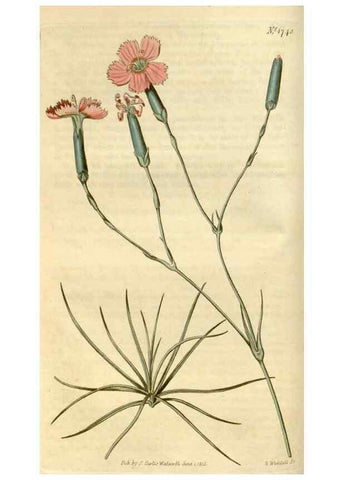 Reproducción/Reproduction 35022216382: Curtis's botanical magazine.. London ; New York [etc.] :Academic Press [etc.]