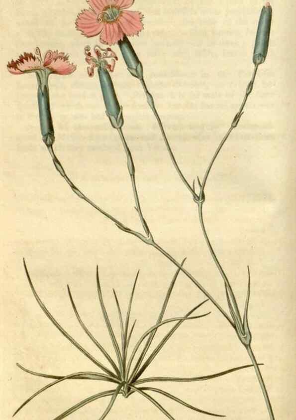 Reproducción/Reproduction 35022216382: Curtis's botanical magazine.. London ; New York [etc.] :Academic Press [etc.]