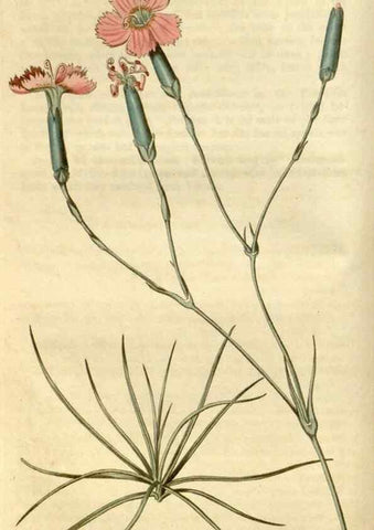 Reproducción/Reproduction 35022216382: Curtis's botanical magazine.. London ; New York [etc.] :Academic Press [etc.]