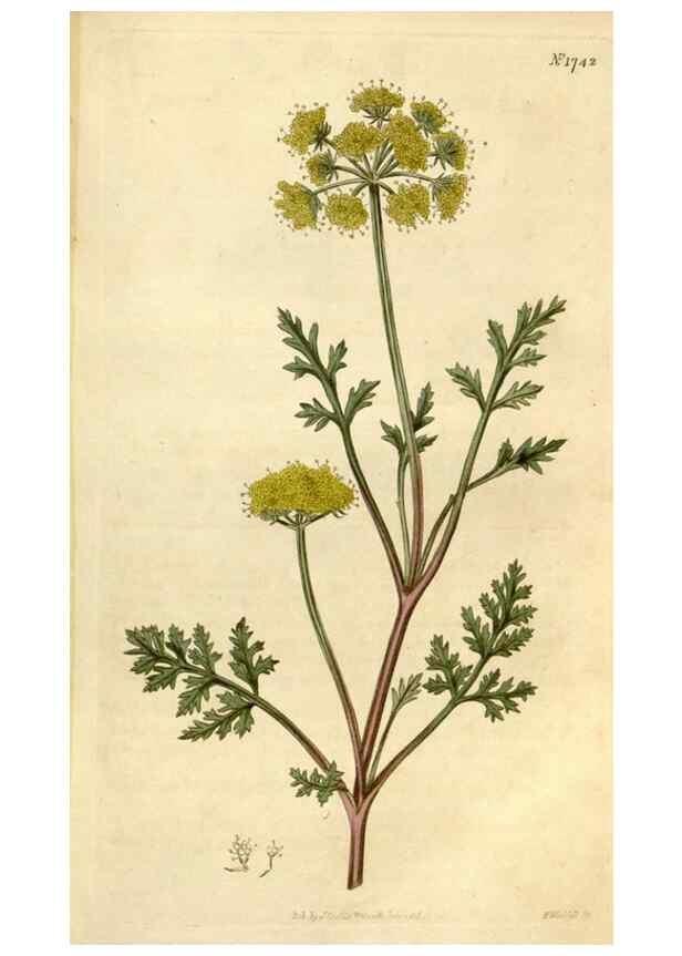Reproducción/Reproduction 34377848673: Curtis's botanical magazine.. London ; New York [etc.] :Academic Press [etc.]