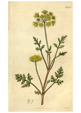 Reproducción/Reproduction 34377848673: Curtis's botanical magazine.. London ; New York [etc.] :Academic Press [etc.]