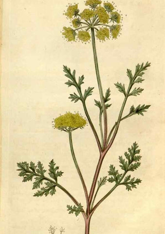 Reproducción/Reproduction 34377848673: Curtis's botanical magazine.. London ; New York [etc.] :Academic Press [etc.]