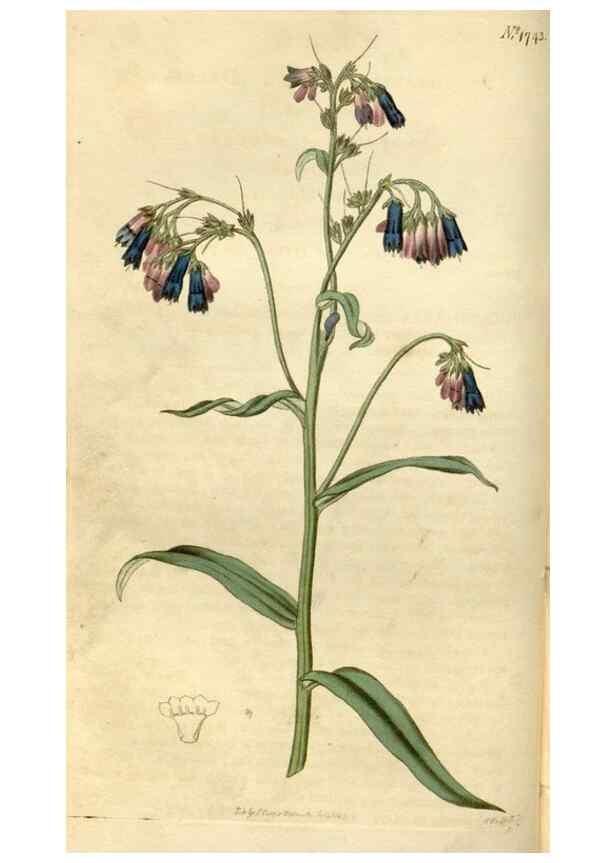 Reproducción/Reproduction 34377851003: Curtis's botanical magazine.. London ; New York [etc.] :Academic Press [etc.]