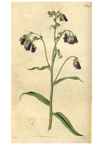 Reproducción/Reproduction 34377851003: Curtis's botanical magazine.. London ; New York [etc.] :Academic Press [etc.]