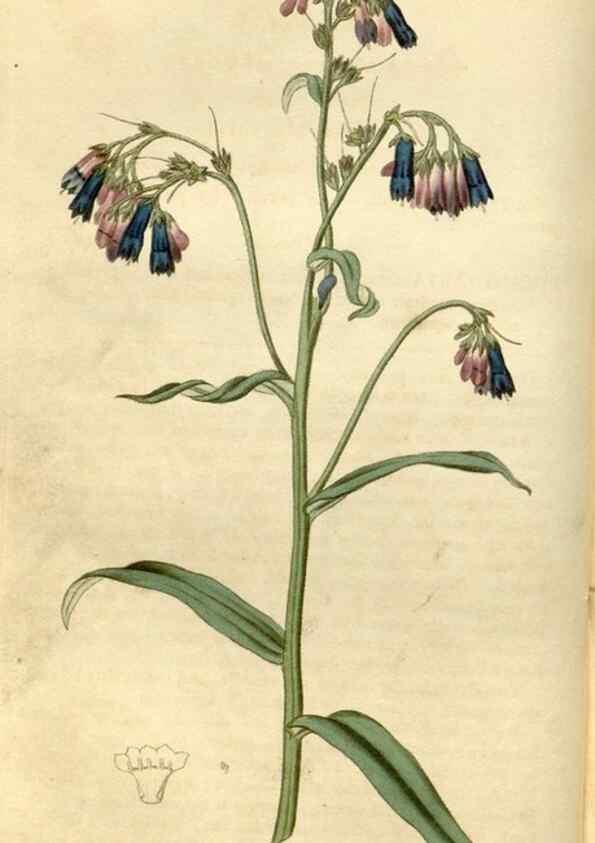 Reproducción/Reproduction 34377851003: Curtis's botanical magazine.. London ; New York [etc.] :Academic Press [etc.]