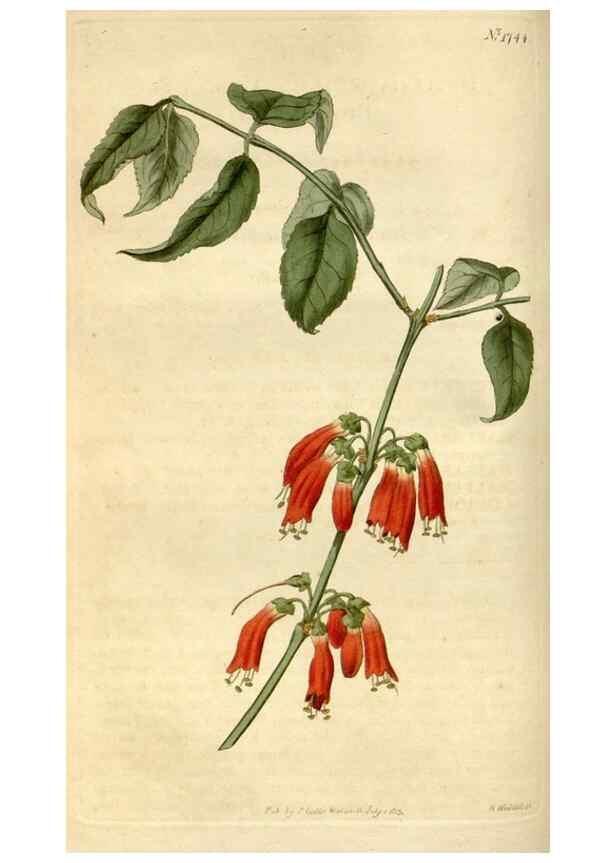 Reproducción/Reproduction 34377853423: Curtis's botanical magazine.. London ; New York [etc.] :Academic Press [etc.]