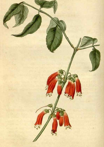 Reproducción/Reproduction 34377853423: Curtis's botanical magazine.. London ; New York [etc.] :Academic Press [etc.]