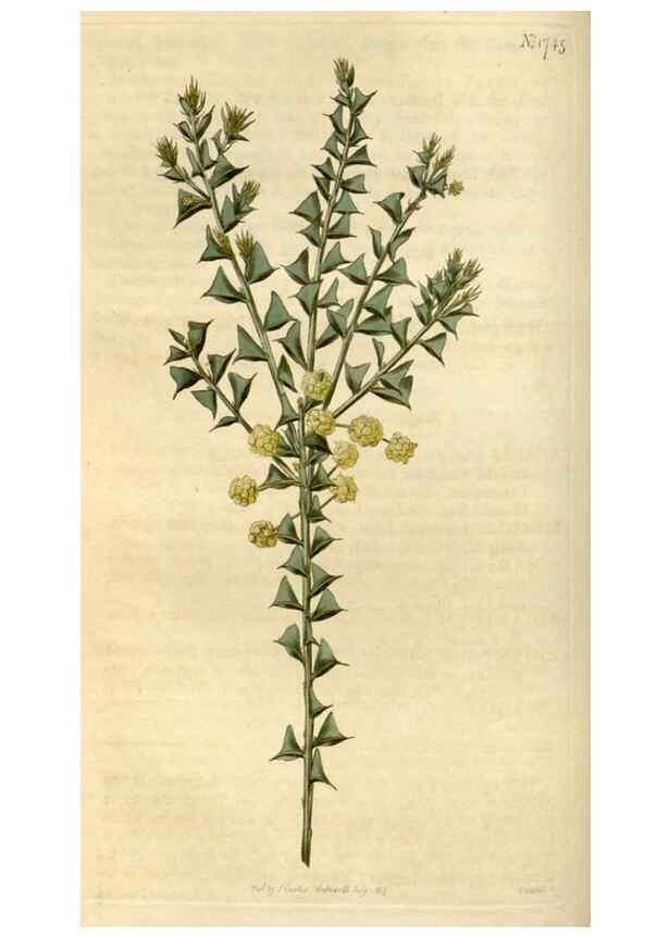 Reproducción/Reproduction 34800845660: Curtis's botanical magazine.. London ; New York [etc.] :Academic Press [etc.]