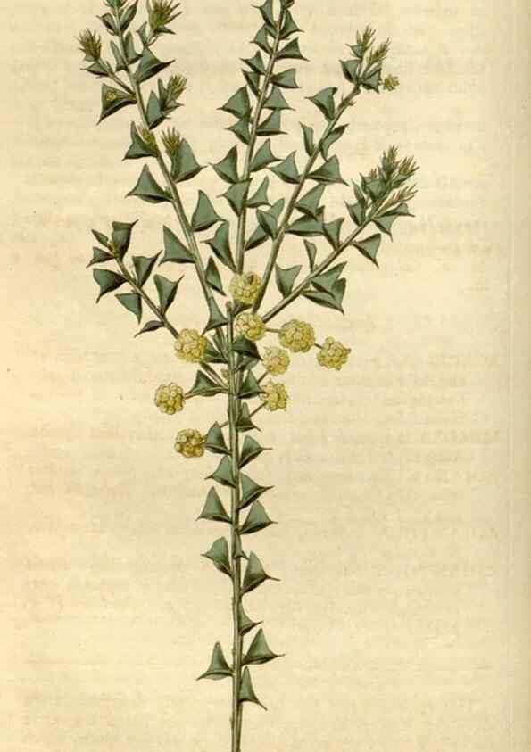 Reproducción/Reproduction 34800845660: Curtis's botanical magazine.. London ; New York [etc.] :Academic Press [etc.]