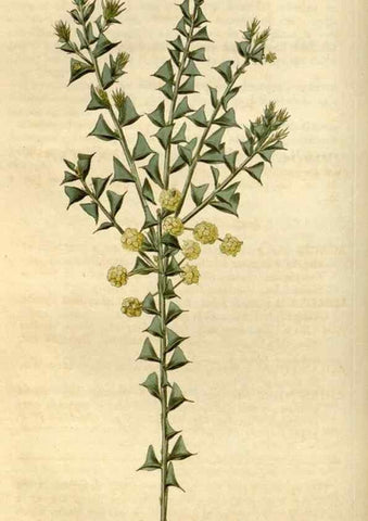 Reproducción/Reproduction 34800845660: Curtis's botanical magazine.. London ; New York [etc.] :Academic Press [etc.]