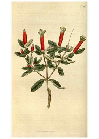 Reproducción/Reproduction 34377857313: Curtis's botanical magazine.. London ; New York [etc.] :Academic Press [etc.]