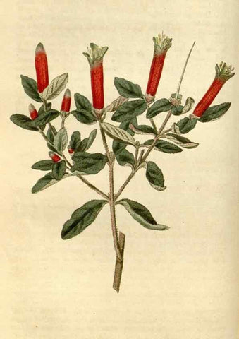 Reproducción/Reproduction 34377857313: Curtis's botanical magazine.. London ; New York [etc.] :Academic Press [etc.]