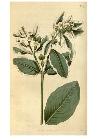 Reproducción/Reproduction 34800848720: Curtis's botanical magazine.. London ; New York [etc.] :Academic Press [etc.]