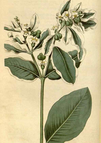 Reproducción/Reproduction 34800848720: Curtis's botanical magazine.. London ; New York [etc.] :Academic Press [etc.]