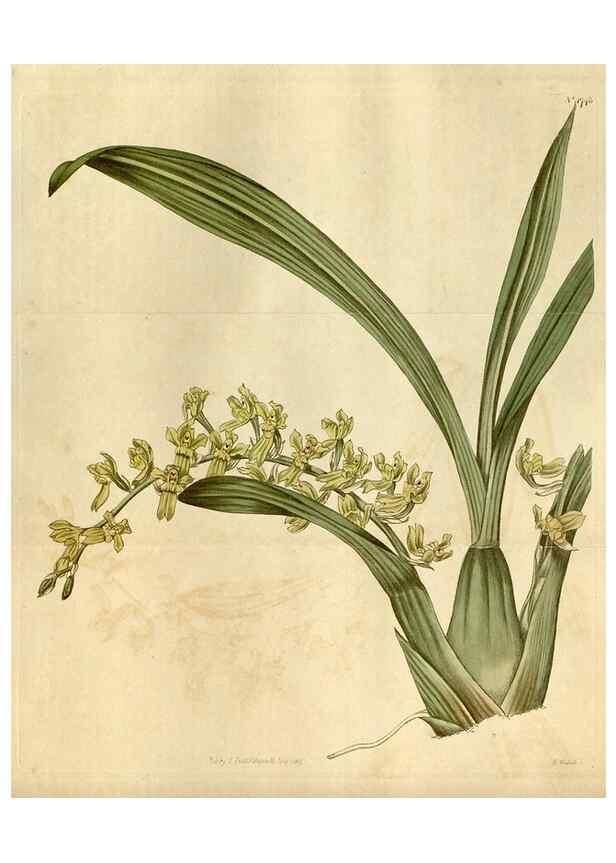 Reproducción/Reproduction 34800849400: Curtis's botanical magazine.. London ; New York [etc.] :Academic Press [etc.]