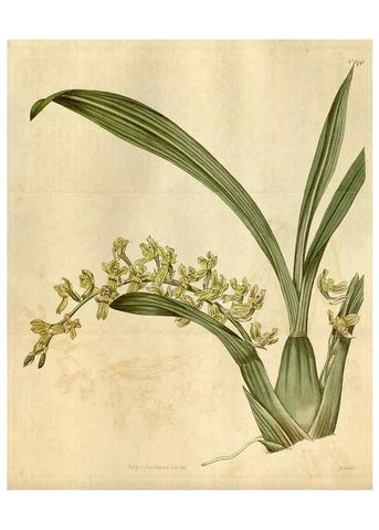 Reproducción/Reproduction 34800849400: Curtis's botanical magazine.. London ; New York [etc.] :Academic Press [etc.]