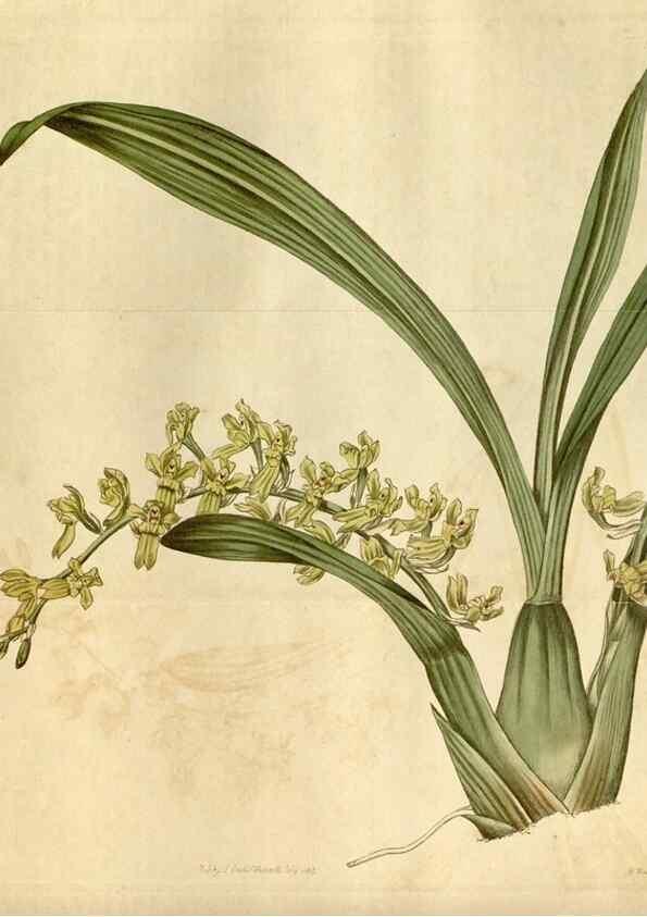 Reproducción/Reproduction 34800849400: Curtis's botanical magazine.. London ; New York [etc.] :Academic Press [etc.]