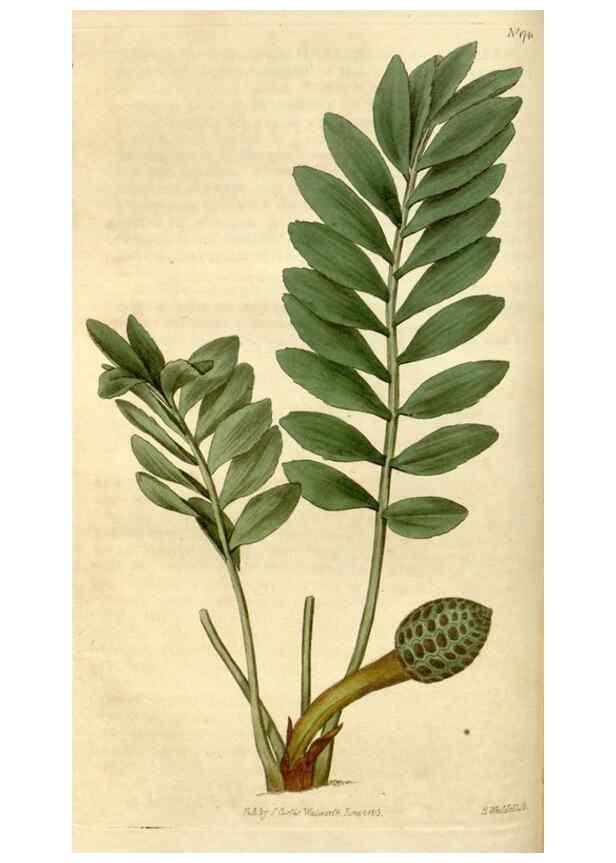 Reproducción/Reproduction 35022218182: Curtis's botanical magazine.. London ; New York [etc.] :Academic Press [etc.]