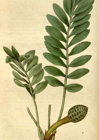 Reproducción/Reproduction 35022218182: Curtis's botanical magazine.. London ; New York [etc.] :Academic Press [etc.]
