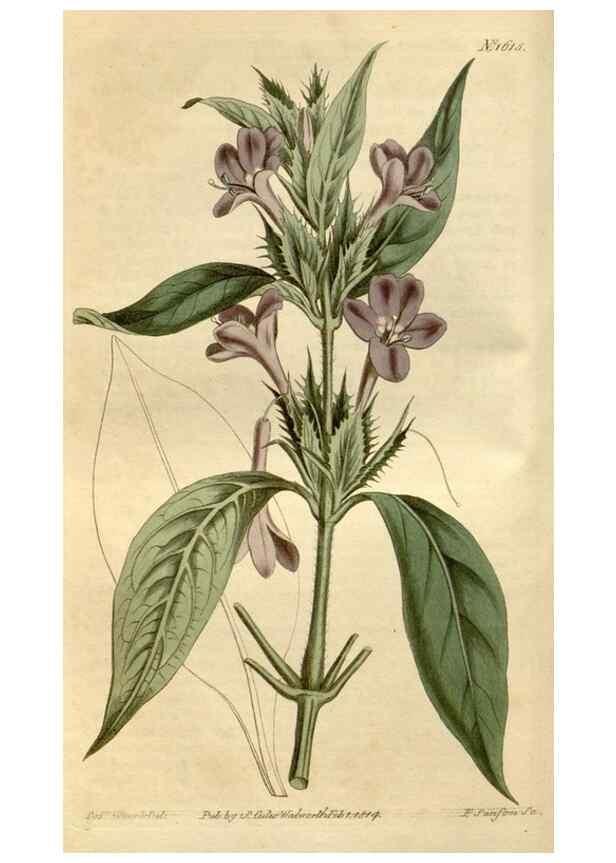 Reproducción/Reproduction 35146721586: Curtis's botanical magazine.. London ; New York [etc.] :Academic Press [etc.]